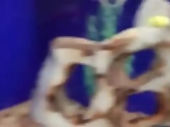 videoplayback.mp4