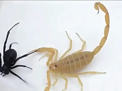 Rock scorpion x spider gaara amv linkin park